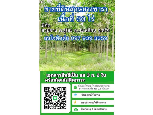 ขายที่ดินสวนยางพารา 30 ไร่ ต.สุโตะ อ.ปะเหลียน จ.ตรัง