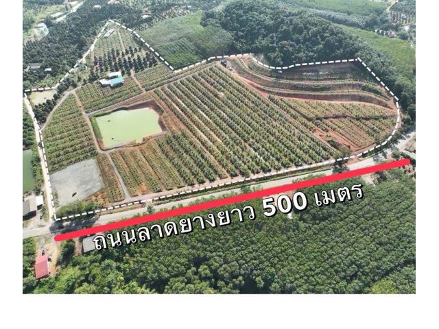 $ขายสวนทุเรียนออกผลก่อนฤดู100ไร่68.ล.จ.ตราด