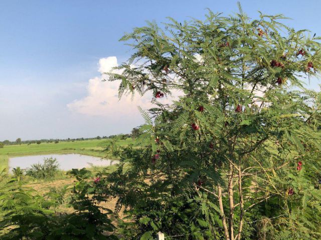 ต้องการขายด่วนนน!! เจ้าของจะรีบย้ายกลับต่างจังหวัดค่ะ เนื้อที่ 4 ไร่ ใกล้อุทยานประวัติศาสตร์ฯ ติดทางหลวง ต.เมืองเก่า สนใจ โทร.มาคุยเงื่อนไขกันนะคะ