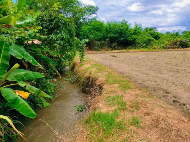 ขายที่ดินเชียงดาววิวดอยหลวงวิวท้องนาติดลำธารน้ำโฉนด