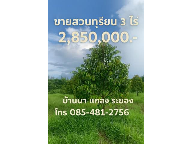 ขายสวนทุเรียน 3 ไร่ 2.85 ล้าน ทุกอย่างครบ