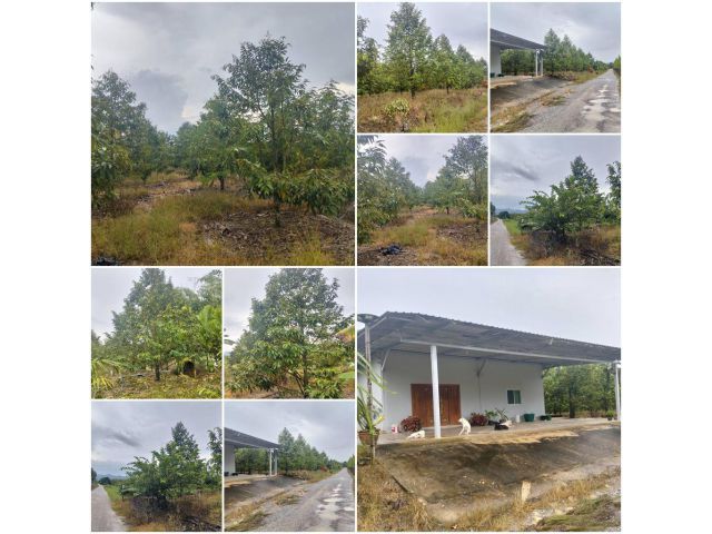 บ้านสวนทุเรียนโฉนด 3 ไร่ ที่สวย วิวเขา️