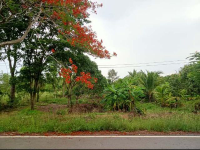 L1768 ที่ดินสวยทำเลดีแบ่งขาย 1 ไร่ ราชสาส์น ฉะเชิงเทรา