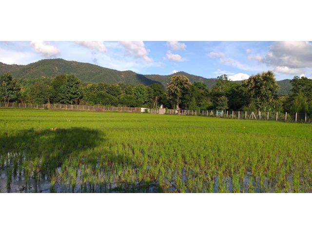 ขายที่นาวิวดอยแม่ออนออนเหนือ โฉนดพร้อมโอน