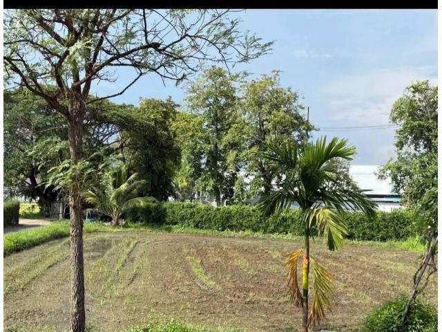 ขายที่ดินตำบลขุนคงบ้านถวายหางดงห่่างสันผักหวาน 2.3kk