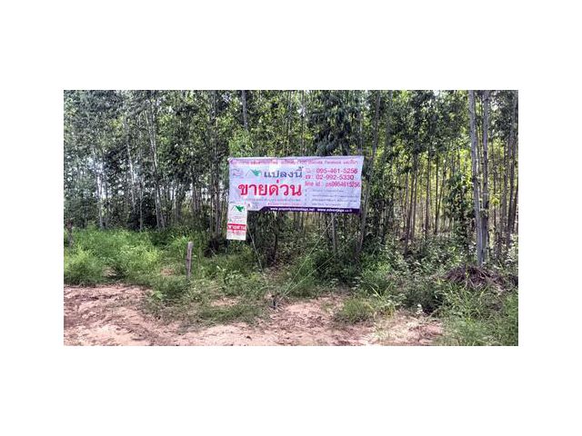 ที่ดินพร้อมสวนป่ายูคาลิปตัส 20-0-18 ไร่ สันป่าตอง นาเชือก มหาสารคาม