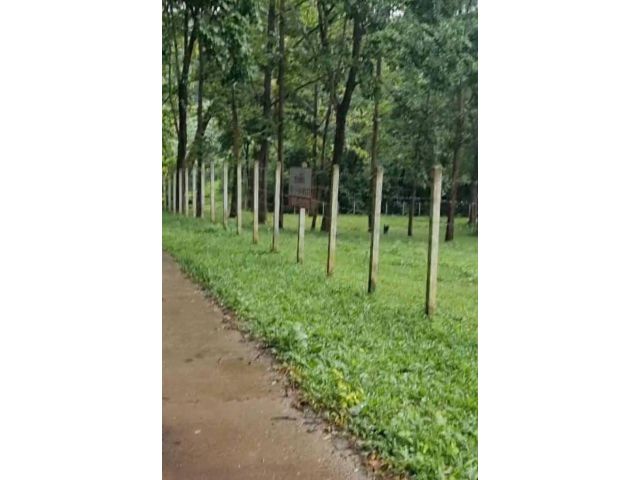 ขายที่สวนบ้านโป่งกุ่มดอยสะเก็ตติดถนนพร้อมโอน