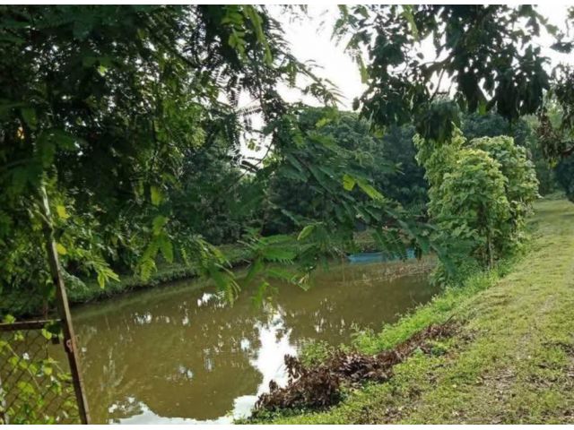 ขายที่ดินสันมหาพนห่่างถนนหลักเพียง 500 เมตรพร้อมโอน
