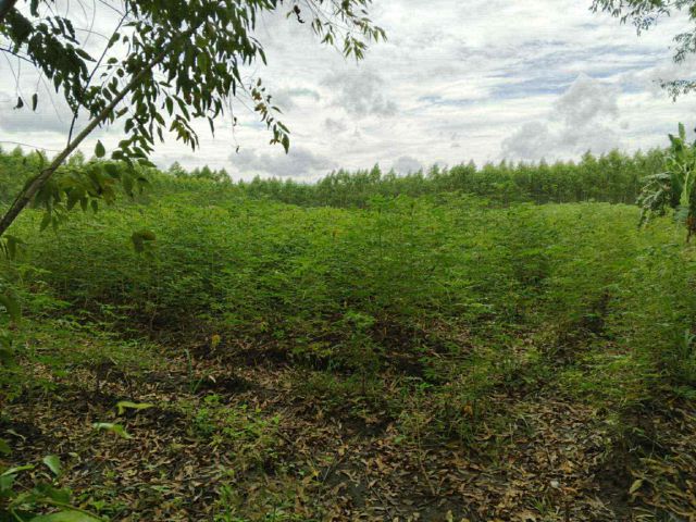 ขายที่ดินห้างสูง 4 ไร่ ติดถนนคอนกรีตเข้าซอยจากถนน4082-300เมตร ใกล้เอเชียคลีน-4กม. อ.หนองใหญ่ ชลบุรี