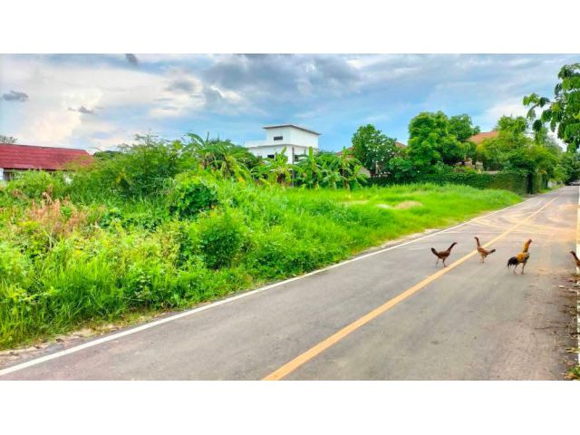 ขายที่ดินตำบลสันทรายใกล้ริมปิงห่างถนนเชียงรายเชียงใหม่ 900 เมตร