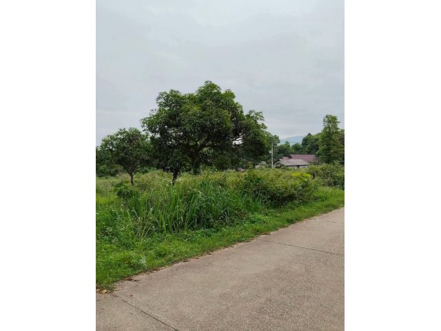 ขายที่ดินตำบลป่าไผ่สันทรายติดถนนคอนกรีตทำเลค้าขายได้