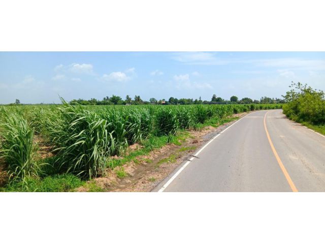 ขายที่ดิน 39ไร่ 84 ตร.วา ติดถนนลาดยาง คลองชลประทาน หนองกระทุ่ม กำแพงแสน