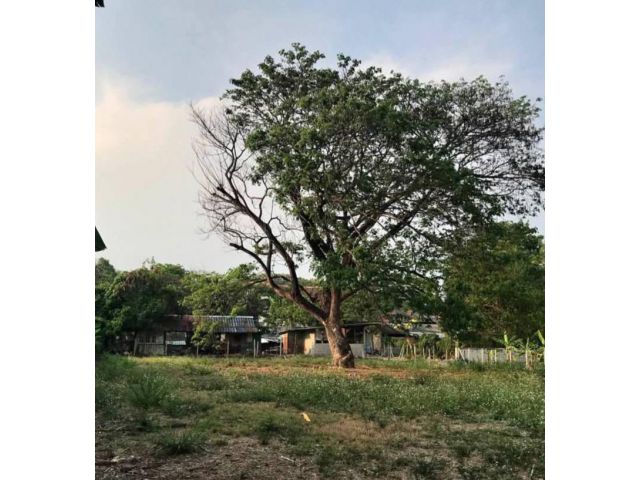 ขายที่ดินตำบลสุเทพใกล้วัดร่ำเปิงวิวดอยโฉนดราคาหายาก