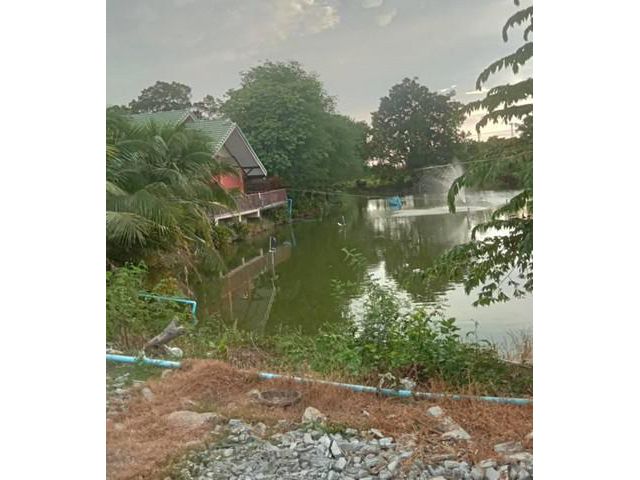 บ้านชั้นเดี่ยว เล่นระดับ 50ตรว. วิวบ่อปลา อยู่อ.บางเลน นครปฐม