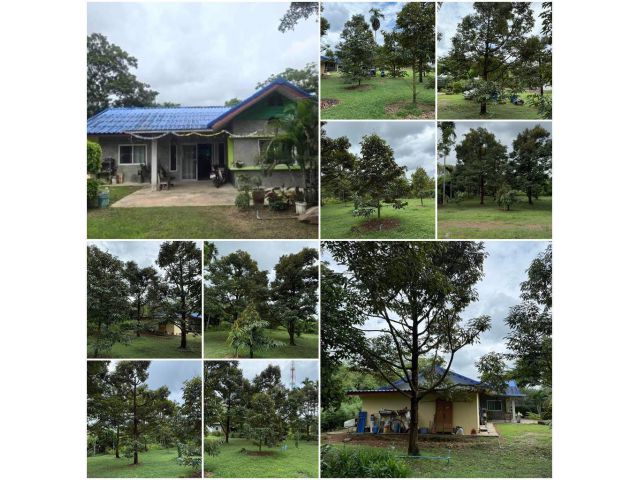 บ้านสวนทุเรียน 1ไร่ 3งาน หน้าสวนถนนลาดยาง