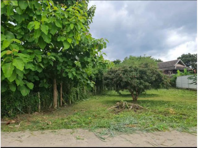 ขายที่ดินตำบลสันผีเสื้ิอบ้านร้องอ้อตรงข้ามบ้านต้าพร้อมโอน