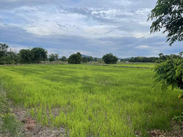 L1781 ขายที่ดินผังสีม่วง 36 ไร่ เมืองสระบุรี