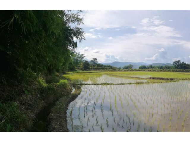 ที่ดินการเกษตรทำเลทอง อำเภอพร้าว เชียงใหม่