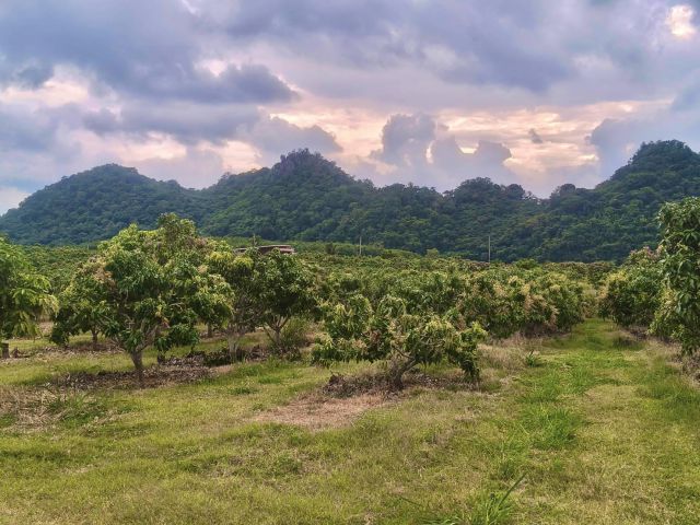 ขายที่สวนผลไม้คลองม่วง ปากช่อง นครราชสีมา ที่สวนมะม่วง ทุเรียน 29 ไร่ ขายถูกไร่ละ 1.7 ล้าน แปลงสวย วิวเขาสวยมาก ใกล้ภูเข