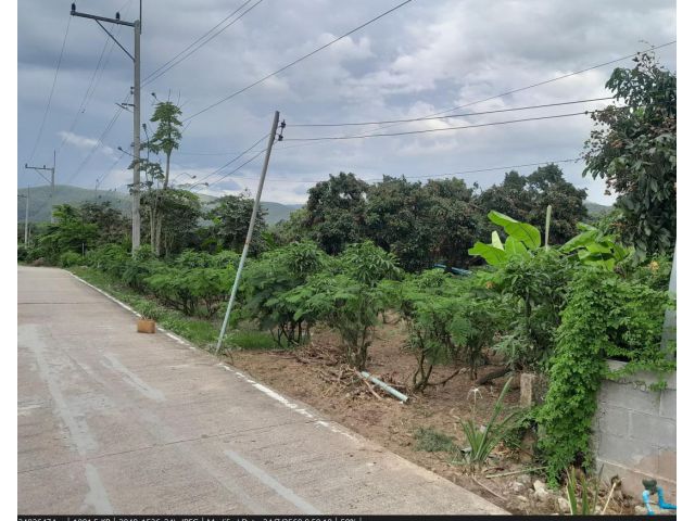 ขายที่ดิน 277 ตรว.พร้อมพืชผลให้ผลผลิต ราคาถูก ติดถนน 2 ด้าน อากาศดีบรรยากาศดี เหมาะปลูกบ้านสวน น้ำไม่ท่วม