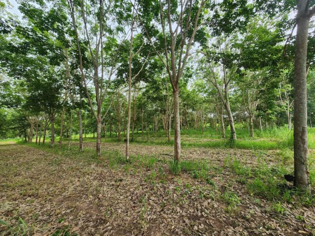 ขายที่ดินราคาถูกเนื้อที่ 27 ไร่ 1 งานใกล้ตลาดบ้านคา 7-11 ซีเจ ตัวอำเภอบ้านคา รสต.บ้านคา600 เมตร