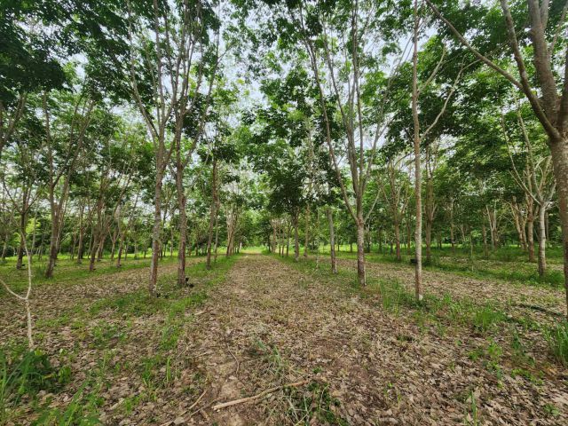 ขายที่ดินราคาถูกเนื้อที่ 27 ไร่ 1 งานใกล้ตลาดบ้านคา 7-11 ซีเจ ตัวอำเภอบ้านคา รสต.บ้านคา600 เมตร