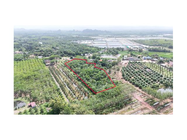 ขายที่สวนยาง เนื้อที่ 8 ไร่ 192 ตารางวา ไร่ละ 7 แสนบาท ติดถนนสาธารณประโยชน์ มีโฉนด