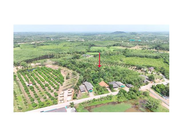 ขายที่สวนยาง เนื้อที่ 8 ไร่ 192 ตารางวา ไร่ละ 7 แสนบาท ติดถนนสาธารณประโยชน์ มีโฉนด