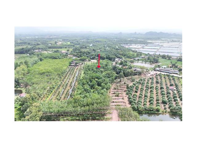 ขายที่สวนยาง เนื้อที่ 8 ไร่ 192 ตารางวา ไร่ละ 7 แสนบาท ติดถนนสาธารณประโยชน์ มีโฉนด