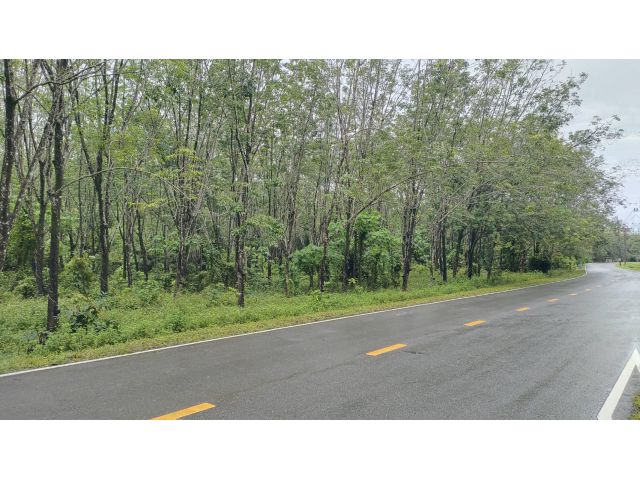 ขายที่ดิน บ้านด่านหยิด เนื้อที่ 1 ไร่ ติดถนนลาดยาง อยู่ในชุมชน