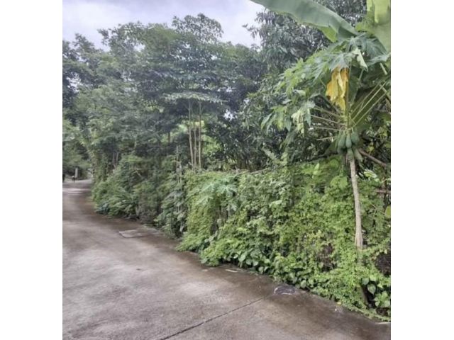 ขายที่ดินตำบลช้างเผือกตรงข้ามศาลากลางเชียงใหม่