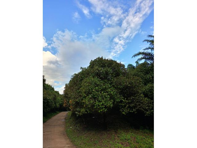ขาย: สวนมังคุด ยาง ปาล์ม ทุเรียน รวม 130 ไร่ ระนอง แหล่งน้ำรอบที่ดิน For Sale: Farmland water stream surrounded