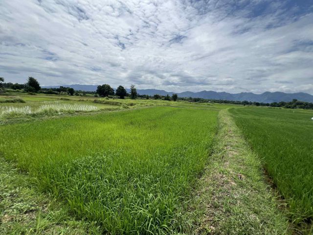 ที่ดินงบประหยัด1ไร่29ตรว