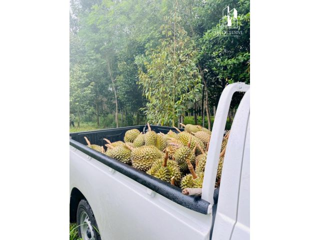 ขายสวนทุเรียน พร้อมเก็บเกี่ยวผลผลิตได้ทันที! ไม่ต้องรอปลูกใหม่ สร้างรายได้ต่อเนื่องทันที