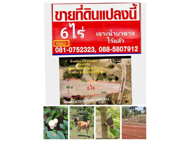 ขายที่สวนชานเมืองอำนาจเจริญ 6 ไร่ มีน้ำมีไฟฟ้า ห่างเซเว่น 2 กม.