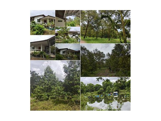 **สวนหมอนทอง + พร้อมบ้านสวยมาก โฉนด 11 ไร่ ราคาน่าซื้อ**