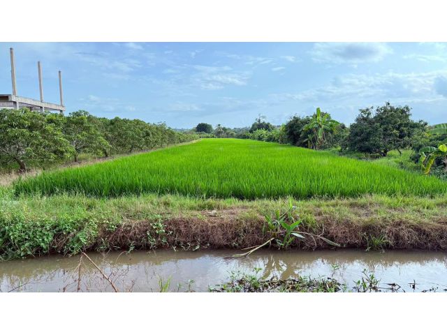 ขายทีี่นาติดลำเหมืองห่่างบ้านคนเพียง 150 เมตร พร้อมโอน