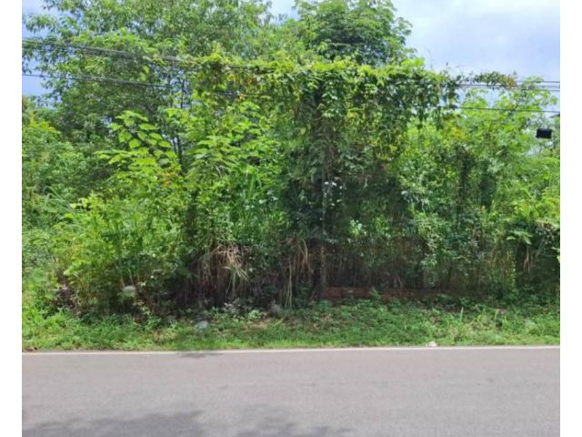 ขายที่ดินตำบลหนองควายหางดงห่างไนท์ซาฟารีเพียง 1 กม
