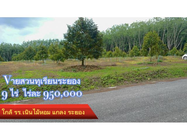 ขายสวนทุเรียน 8 ไร่ 3 งาน 9 ตร.วา. ติดถนนเส้นหลัก หน้ากว้าง 90 เมตร รูปแปลงสวย ทุเรียนเต็มแปลง บ้านศรีประชา ต.ชำฆ้อ