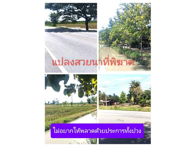 แปลงนี้ยังงัยก็ชอบยังงัยก็ใช่ สบายใจหายห่วงท่าม่วงในดวงใจ ถนนสายหลัก 3209 มีคุณภาพสวยทุกมิติ ดีสำหรับใครอีกหลายคน