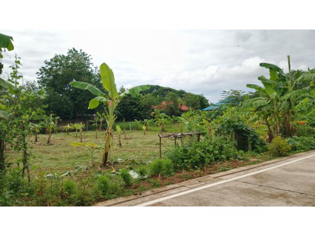 ขายที่ดินตำบลแม่เหียะติดถนนคอนกรีตโฉนดพร้อมโอน