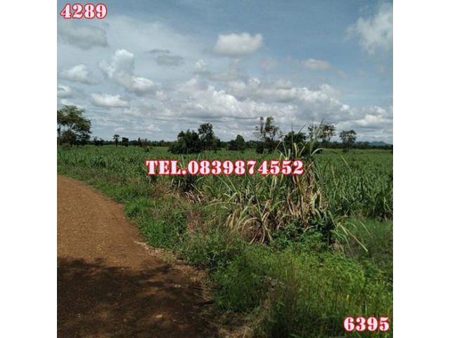 ขายที่ดิน เนื้อที่ 241 ไร่ 2 งาน 1 ตรว อ.เนินขาม จ.ชัยนาท