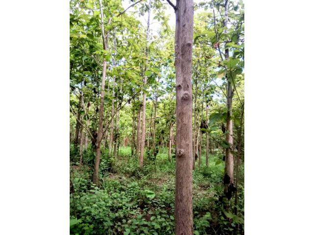 ที่ดินพร้อมสวนสัก ขนาด 10 ไร่เศษ อ.เวียงสา น่าน