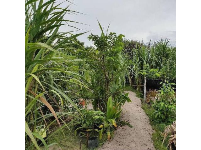 ขายที่ดินพื้นที่สวน 4 ห้อง ใกล้หมู่บ้านเบญจพร (หลังบ้านพักสถาบันเพาะเลี้ยงสัตว์น้ำชายฝั่ง)