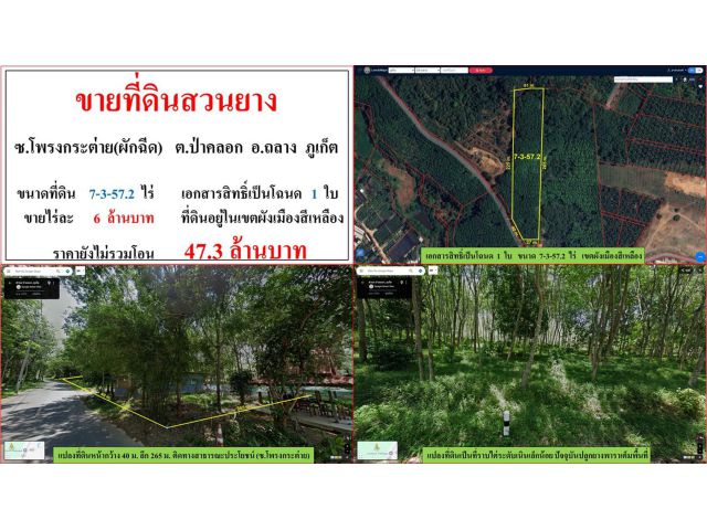 ขายที่ดินสวนยาง ขนาด 7-3-57.2 ไร่  ซ.โพรงกระต่าย(ผักฉีด)  ต.ป่าคลอก  อ.ถลาง  ภูเก็ต