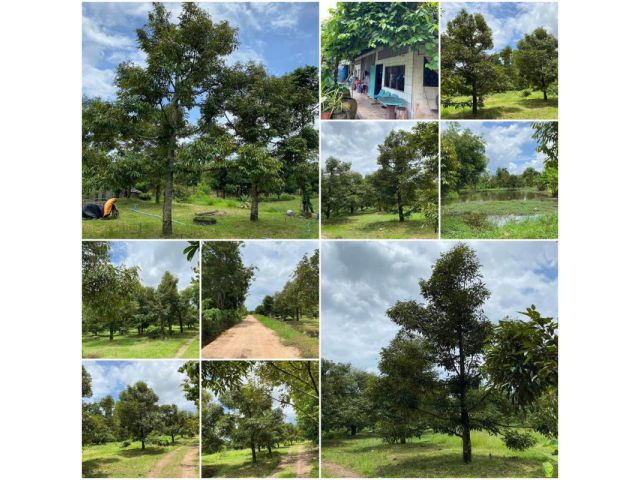 บ้านสวนทุเรียน 5ไร่ 3งาน หน้าถนนคอนกรีต