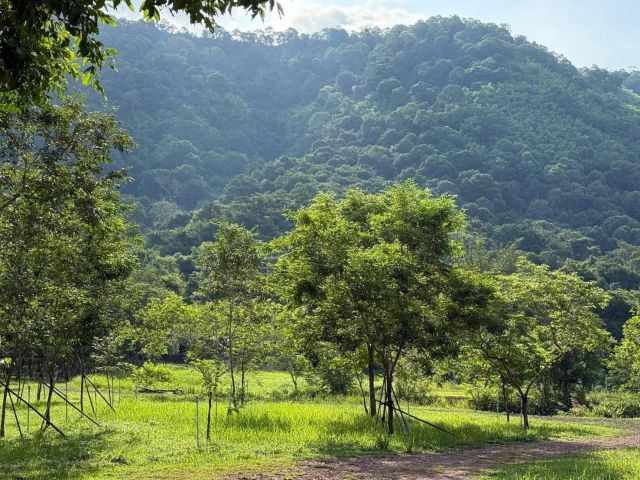 ขายที่เนินหอม เขาใหญ่ 37ไร่ ที่ติดเขาติดน้ำ เนินหอม เมืองปราจีนบุรี มีแหล่งน้ำธรรมชาติ ใกล้ทางขึ้นอุทยานเขาใหญ่ฝั่งปราจี