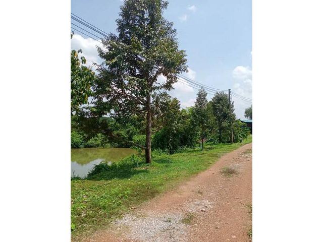ขายที่ดินสวนทุเรียนจังหวัดแพร่ เหมาะเป็นพักอาศัย ทำสวน และซื้อเก็