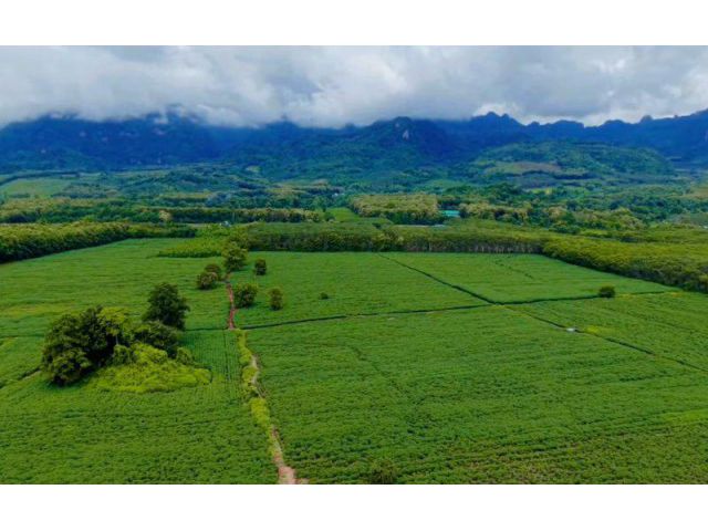 ขาย ที่ดิน ทองผาภูมิ วิวเขา ต.สหกรณ์นิคม อ.ทองผาภูมิ จ.กาญจนบุรี