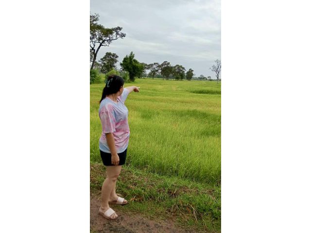 ขายที่นา 15 ไร่ ขายไร่ละ 110,000 บาท บ้านโนนม่วง อ.พยัคฆ์